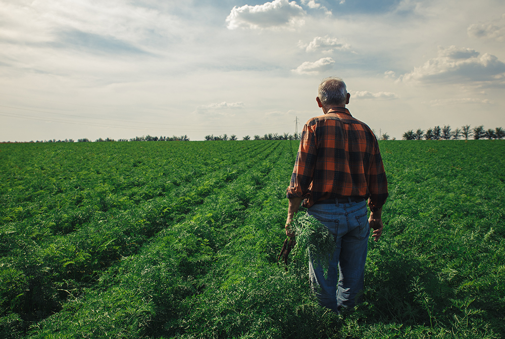 Senior farmer standing in field examining the carrots in his han Senior farmer standing in field examining the carrots in his han
