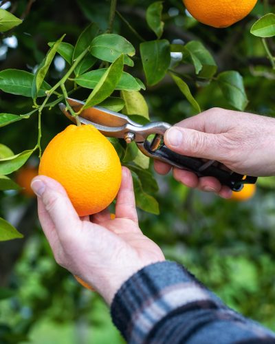 Farmer makes the orange harvest in winter. Agriculture. Close-up of the hands of the farmer who harvest the oranges in the citrus grove with scissors. Traditional agriculture.